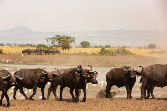 9 Days Uganda Wildlife Safari with Gorillas