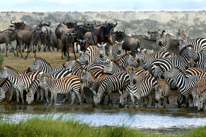 6 Days Lake Manyara / Serengeti / Ngorongoro