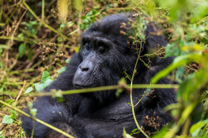 4 Days Uganda Safari with Primates