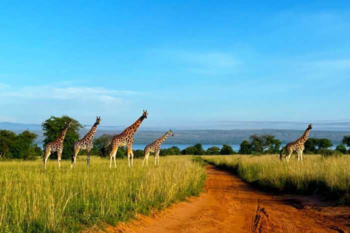 8 Days Uganda Wildlife Safari with Primates